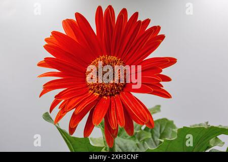 Foto in studio del fiore rosso di gerbera con il primo piano delle foglie verdi contro il bianco. Foto Stock