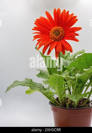 Foto in studio del fiore rosso di gerbera con un primo piano di foglie verdi in una pentola contro il bianco. Foto Stock