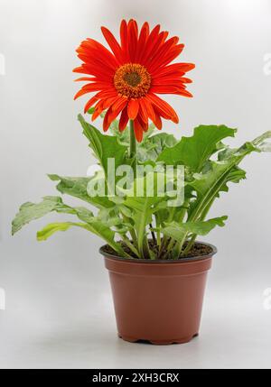 Foto in studio del fiore rosso di gerbera con un primo piano di foglie verdi in una pentola contro il bianco. Foto Stock