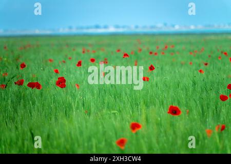 Steppa piatta sulla riva del lago Sivash sulla penisola di Kerch. Un campo di grano con macchie viola di papaveri rossi. Papavero di mais (Papaver rhoeas) come noi Foto Stock