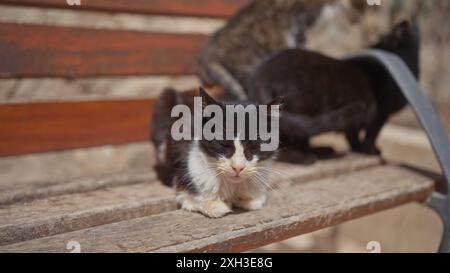 Il gatto Tuxedo che nuota tranquillamente su una panchina di legno con altri due felini sullo sfondo all'aperto. Foto Stock