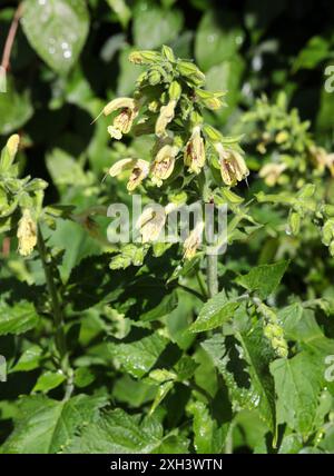 Salvia glutinosa, salvia adesiva, salvia di Giove o Distaff di Giove, salvia glutinosa, Lamiaceae. Europa, Asia occidentale. Foto Stock