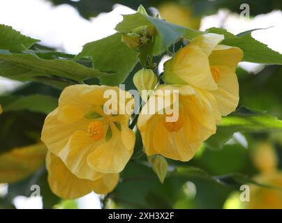 Abutilon, Acero fiorito, Fiore di campana cinese, Lanterna cinese, Abutilon "Canary Bird", Malvaceae. Cina, Asia. Foto Stock