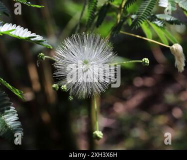 Snowflake Wattle, Zapoteca portoricensis, Fabaceae. Messico e Sud America tropicale. Zapoteca è un genere di piante da fiore della famiglia Fabaceae. Foto Stock