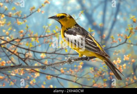 Primo piano di Oriole Bird di Bullock appollaiato su un ramo nel prato. Foto Stock