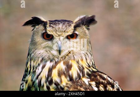 Unione Gufo Reale Gufo Reale Bubo bubo. Il Gufo World Center, Muncaster Castle, Cumbria, Regno Unito Foto Stock