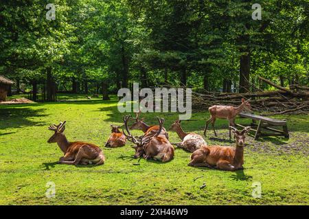 Il Koekamp, il parco dei cervi di ​​a, storicamente parte dell'Haagse Bos situato a l'Aia, nei Paesi Bassi Foto Stock