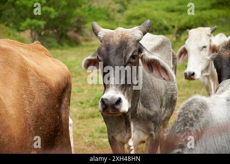 Mucca Brahman grigia in piedi guardando la telecamera in un campo verde circondato da altre mucche. Scena di campagna a Santander, Colombia. Foto Stock