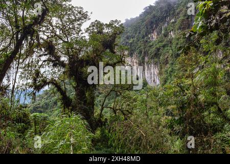 Colonne Tangan, immense pareti rocciose formate da cristalli verticali alti circa 40 m nel mezzo della giungla occidentale degli Iliniza Foto Stock