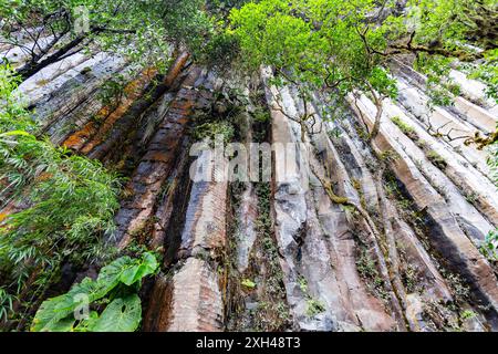 Colonne Tangan, immense pareti rocciose formate da cristalli verticali alti circa 40 m nel mezzo della giungla occidentale degli Iliniza Foto Stock