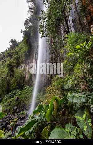 Colonne Tangan, immense pareti rocciose formate da cristalli verticali alti circa 40 m nel mezzo della giungla occidentale degli Iliniza Foto Stock