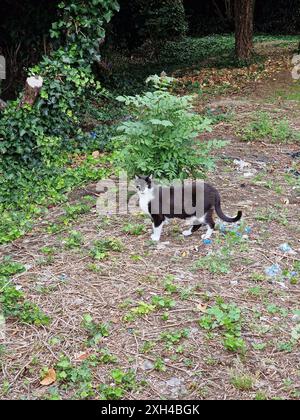 Gatto Tuxedo bianco e nero in un cortile coperto all'aperto Foto Stock