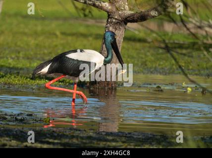 Cicogna dal collo nero ( ephippiorhynchus asiaticus ) femmina Jabiru con un pesce nel Queensland, Australia. Foto Stock