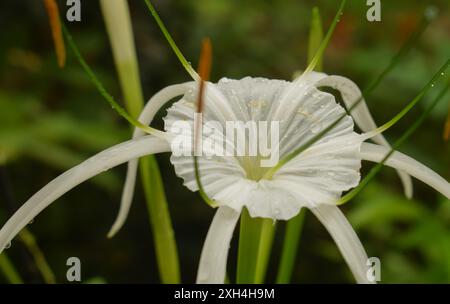 Primo piano di un giglio di ragno in fiore (Hymenocallis littoralis) in estate di giorno nel giardino Foto Stock