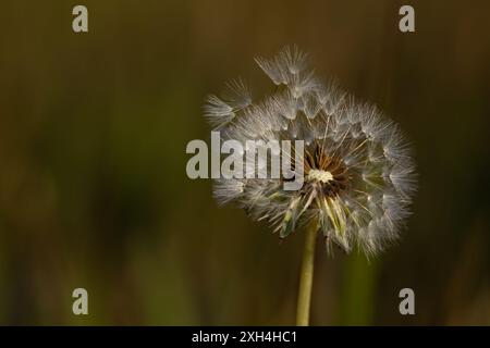 Semi di dente di leone ( taraxacum) che soffiano via alla luce del sole mattutino nella stagione primaverile con sfondo verde sfocato Foto Stock