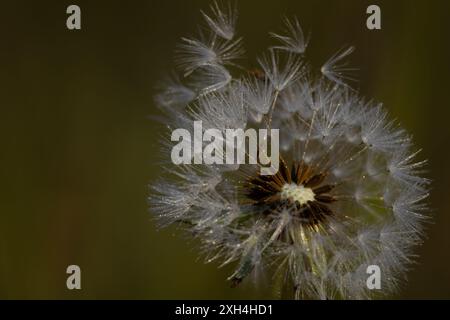 Semi di dente di leone che soffiano via alla luce del sole primaverile in natura. Concetto di speranza e libertà Foto Stock
