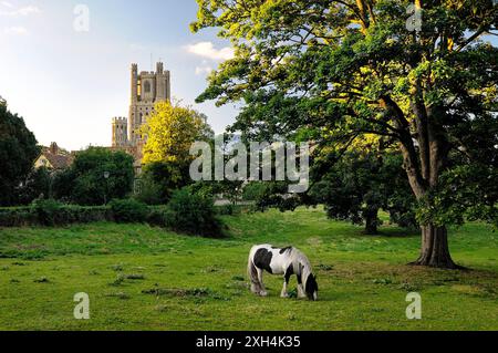 Cattedrale di Ely, Cambridgeshire, Inghilterra. La West Tower visto da sud. Pony pascolare nel prato estivo Foto Stock