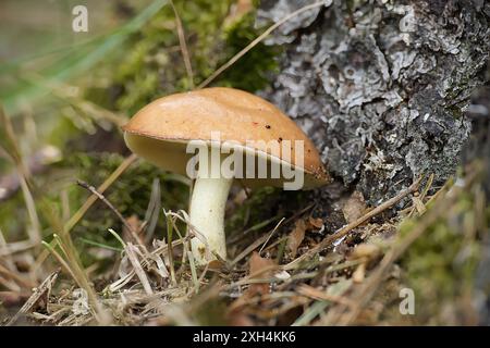 Primo piano del fungo Suillus granulatus, noto anche come bolete piangente o bolete granulato, che cresce vicino a un tronco di albero in una foresta lussureggiante. Foto Stock