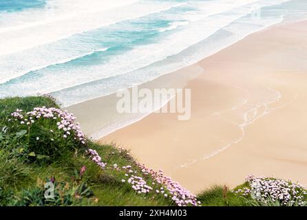Onde sul rullo di pulizia deserta di sabbia vuota estate spiaggia dal di sopra. Mare rosa fiori in primo piano. Foto Stock