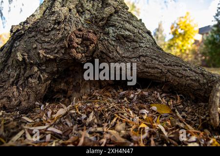 La luce del sole autunnale filtra tra le foglie, proiettando ombre dappate su un tronco di albero storto, circondato da un tappeto di fogliame caduto, segnalando il cha Foto Stock