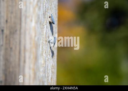 Recinzione in legno rustico - dettaglio texture resistente agli agenti atmosferici - attenzione alle unghie in metallo sporgenti - sfondo fogliato d'oro autunnale sfocato. Presa a Toronto, Canada. Foto Stock