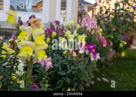Draghi dentici vibranti in piena fioritura - in primo piano si concentrano sui fiori gialli - sfondo sfocato con colori assortiti e un ambiente residenziale. Preso Foto Stock