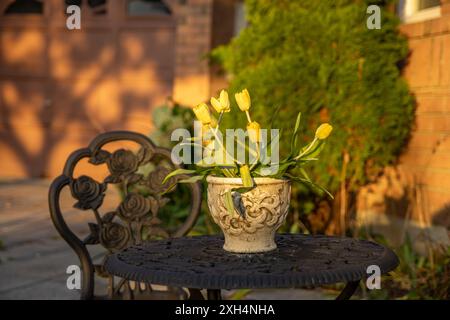 Tulipani gialli in vaso di pietra ornato su tavolo in ferro battuto - sfondo verde vibrante - luce calda e dorata. Presa a Toronto, Canada. Foto Stock