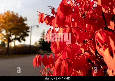 Foglie autunnali rosse vivaci su un ramo - primo piano con sfondo morbido - filtraggio della luce solare attraverso il fogliame. Presa a Toronto, Canada. Foto Stock