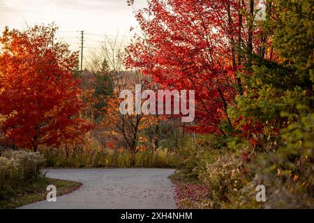 Scena autunnale con vivaci colori rosso e arancio - percorso tortuoso attraverso la foresta decidua - luce solare dell'ora d'oro che emette toni caldi. Preso a Toro Foto Stock