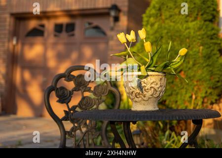 Tulipani gialli in vaso di pietra ornato su tavolo in ferro battuto - sfondo verde vibrante - luce calda e dorata. Presa a Toronto, Canada. Foto Stock