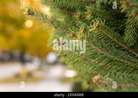 Rami Evergreen con coni in erba - aghi verdi vibranti - sfondo autunnale dorato - dettaglio ravvicinato di Picea abies, comunemente noto come Norway SP Foto Stock