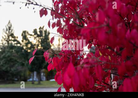 Foglie rosse illuminate dal tramonto in primo piano - sfondo sfocato che stagliava alberi sul cielo dorato. Presa a Toronto, Canada. Foto Stock