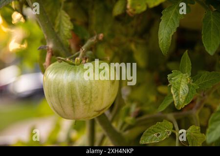 Pomodoro verde che matura sulla vite - circondato da lussureggianti foglie - ambiente urbano. Presa a Toronto, Canada. Foto Stock