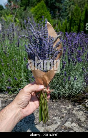 Bouquet di fiori di lavanda freschi in imballaggi di carta marrone legati con corda di iuta. Foto Stock