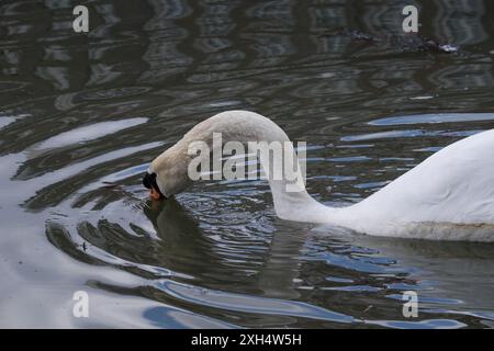 Il cigno bianco abbassa il collo e spinge il becco nell'acqua, pronto ad andare sott'acqua con la testa. Si formano degli anelli nell'acqua Foto Stock