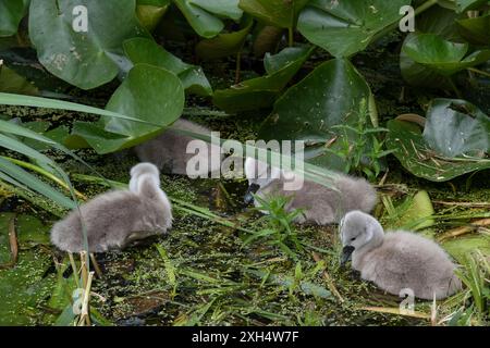 Quattro piccole e soffici pulcini di cigno (Cygnus olor) nuotano in uno stagno tra foglie di giglio e mangiano erba d'anatra Foto Stock