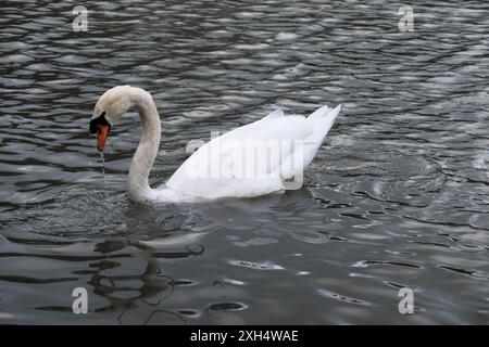 Il cigno bianco tira la testa fuori dall'acqua, l'acqua gocciola ancora dalla sua bocca. Increspature sulla superficie dell'acqua Foto Stock