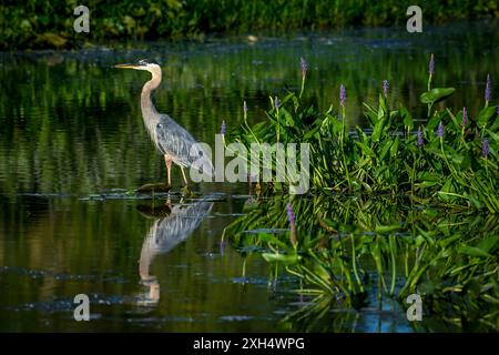 Un grande airone blu in piedi in uno stagno con fogliame verde e fiori viola che si riflettono nell'acqua Foto Stock