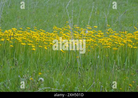 Una radura di fiori gialli luminosi in un prato verde. Wall hawkweed o Hieracium murorum Foto Stock
