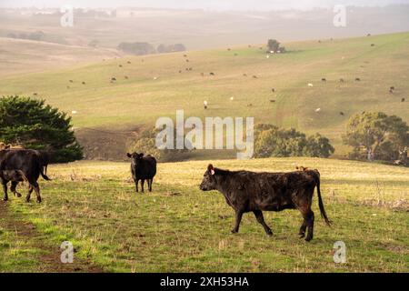 Pratiche agricole sostenibili: Migliorare gli ecosistemi, i mezzi di sussistenza e la resilienza attraverso approcci olistici e neutri dal carbonio Foto Stock