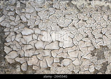 Sfondo obsoleto di una parete di cemento con sole bruciato mentre si dipinge, si stacca la trama in stucco Foto Stock