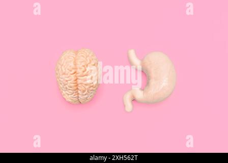 Modelli anatomici del cervello e dello stomaco umani posizionati su uno sfondo rosa brillante. Concetto di connessione cervello-intestino. Foto Stock