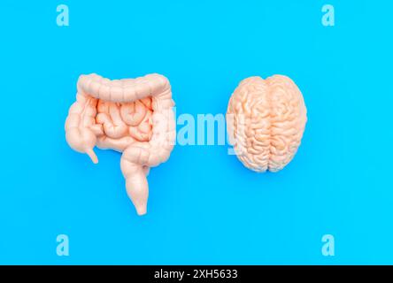 Modelli anatomici di cervello e intestini posizionati fianco a fianco su sfondo blu. Materiali di ausilio visivo. Foto Stock