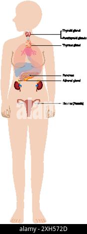 Illustrazione delle principali ghiandole endocrine nel corpo Illustrazione Vettoriale