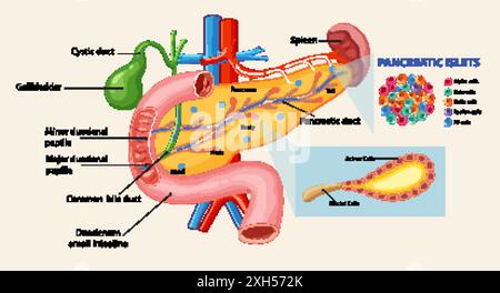 Diagramma dettagliato del pancreas e dei dotti associati Illustrazione Vettoriale