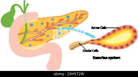 Diagramma che mostra le cellule acinali e duttali nel pancreas Illustrazione Vettoriale