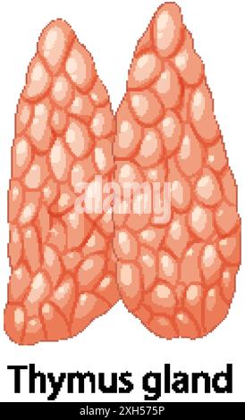 Rappresentazione anatomica della ghiandola timo Illustrazione Vettoriale