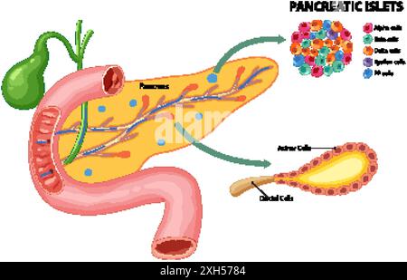 Illustrazione del pancreas e delle cellule insulari pancreatiche Illustrazione Vettoriale