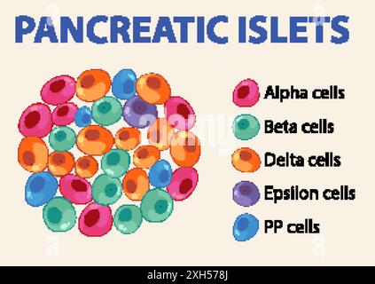 Illustrazione di diverse cellule dell'isoletta pancreatica Illustrazione Vettoriale