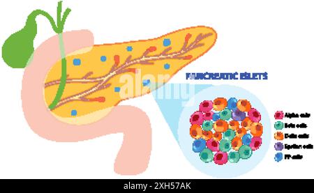 Illustrazione delle isolette pancreatiche e dei tipi di cellule Illustrazione Vettoriale